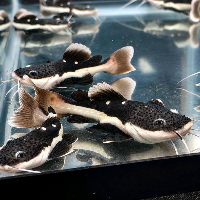 READYY Ikan RTC Cocok Untuk Hiasan Aquarium Dan Koleksi Berkualitas