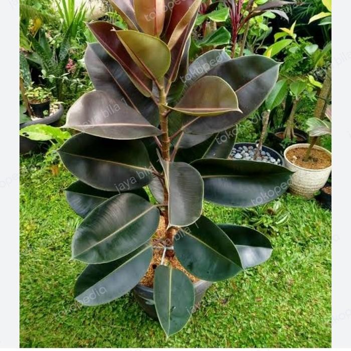 pohon karet kebo tinggi 1meter 50cm