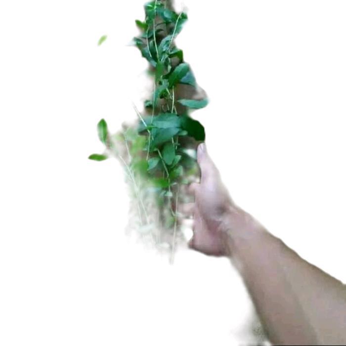 tanamanhias lee kwan yew - tanaman rambat lee kwan yew - tanaman juntai lee kwan yew