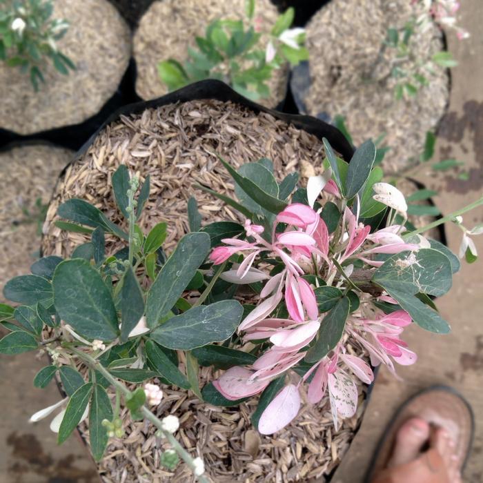 Tanaman asem kranji/ tanaman asem kranji bibit untuk bonsai