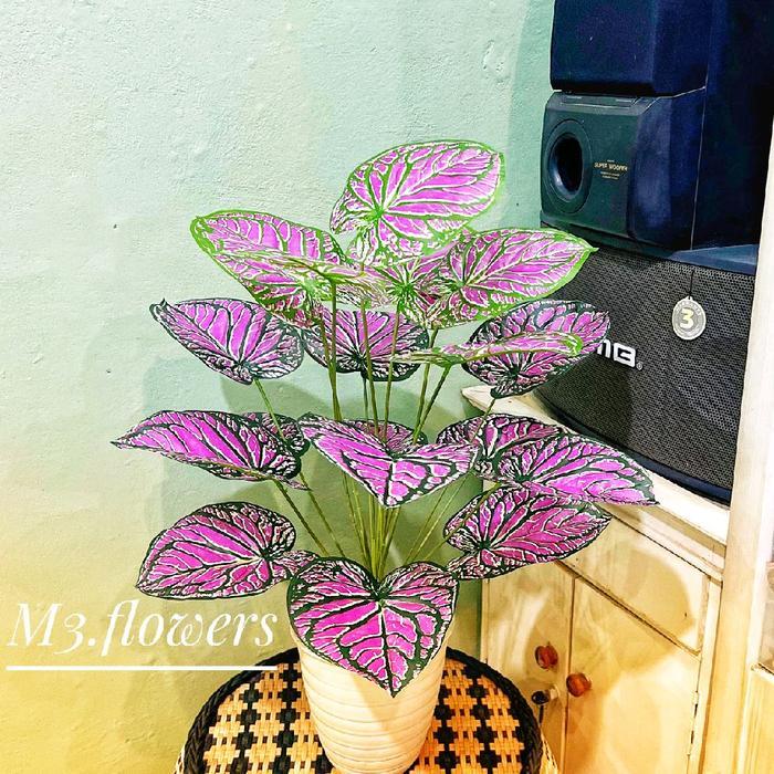 TANAMAN HIAS KELADI UNGU MUDA DAUN 18 + POT PIRUS