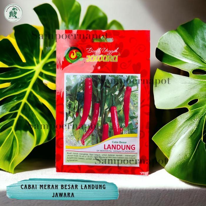 Benih Bibit Cabe Besar Benih Unggul Jawara - CABE BESAR LANDUNG