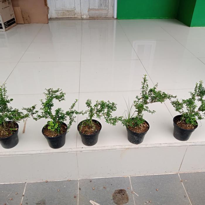 Banana Sport Tanaman Bonsay Mini Tanaman Serut Tanaman Bonsai