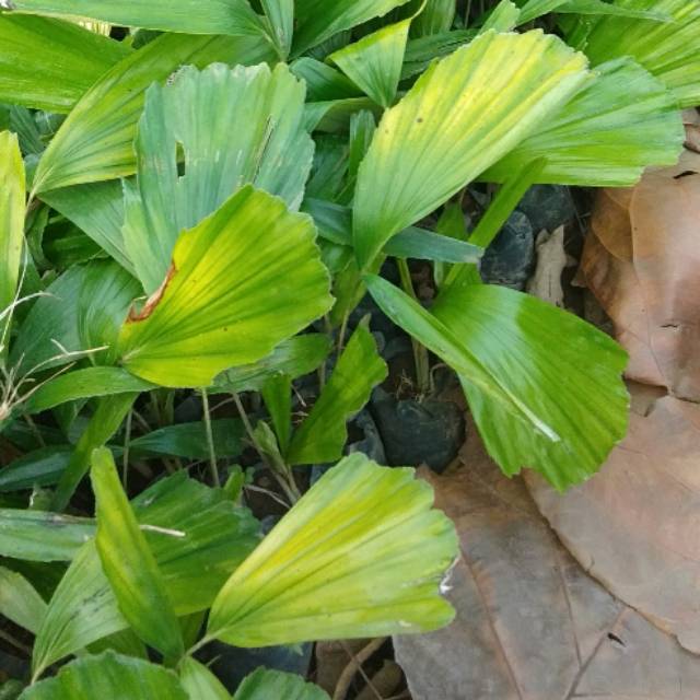 Bibit Tanaman Buah Siwalan Super Stek Batang