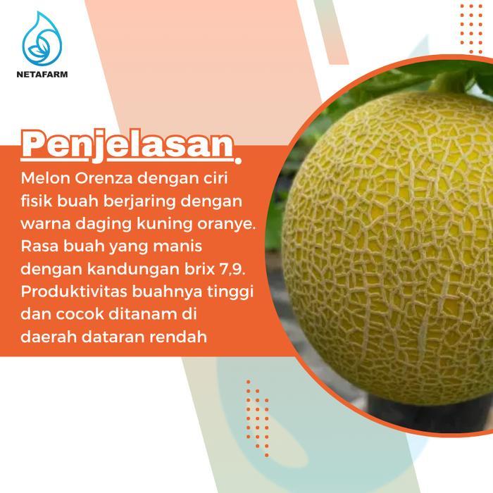 Benih Biji Bibit Melon Orenza Mix Garden Seed - 1pcs