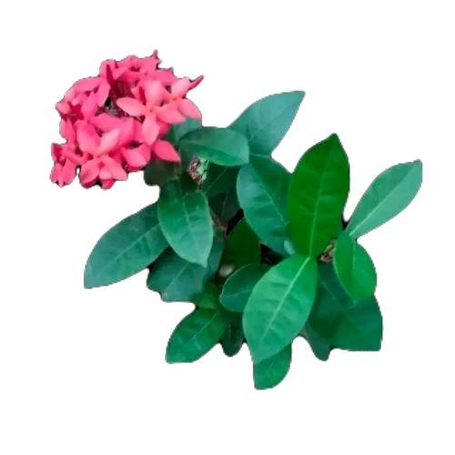 Moms_Syafa Paket 3 Tanaman Bunga Soka / Tanaman Hias Bunga Soka / Soka Bunga Kuning / Soka Bunga