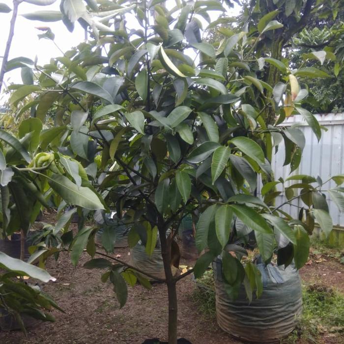 READY pohon buah manggis siap berbuah tinggi 2 meter