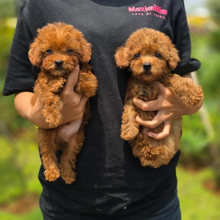 NEW red tiny poodle puppies