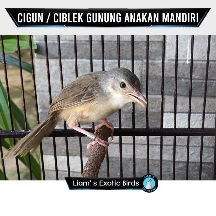Terlariss Burung Cigun Ciblek Gunung Pilihan jantan