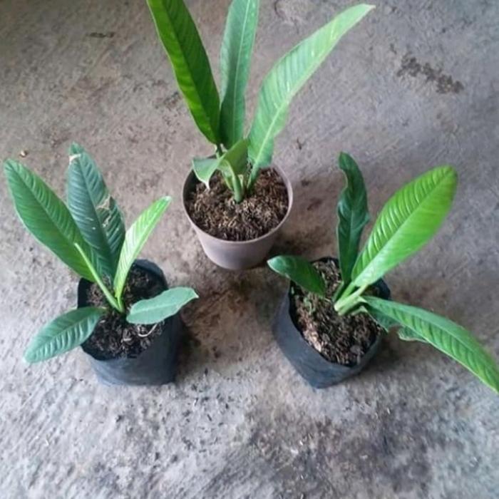 Yuxurystore- Tanaman Hias Linet Philo Linet Murah