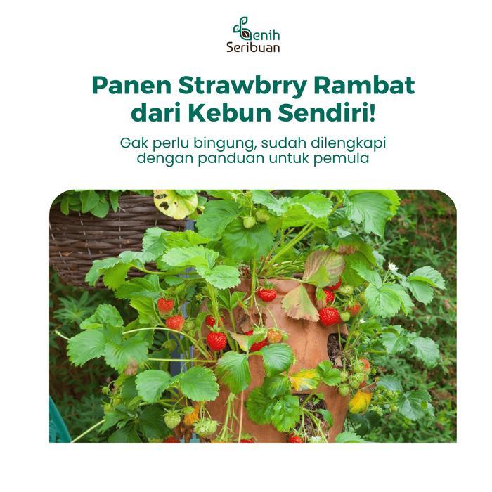 10 Benih Strawberry Rambat Import Benih Buah Stroberi Manis Unggul