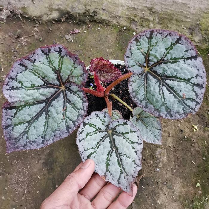 tanaman hias begonia silver ice remaja