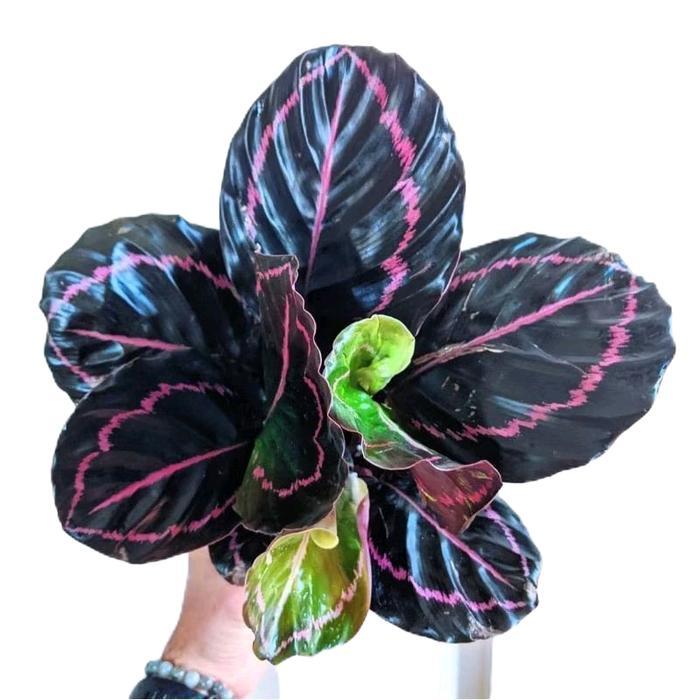 calathea black lipstik - tanamanhias calathea black lipstik - tanaman calathea Daun