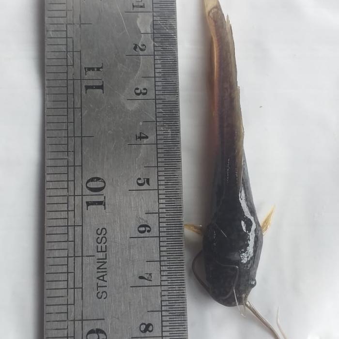 Bibit Benih Lele Sangkuriang Paket Isi 100 Ekor