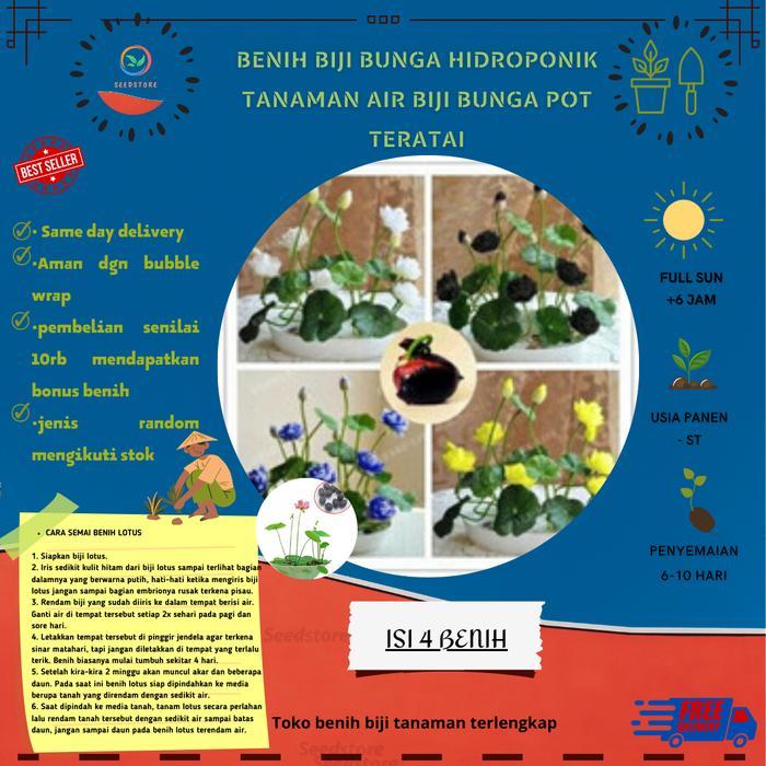 Lotus Benih Tanaman Hidroponik Tanaman Air Biji Bunga Pot teratai
