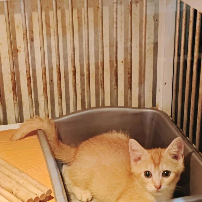 Kitten Jantan Scottish Straight