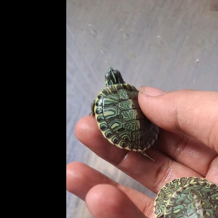 REDAY Terlaris Hiasan Aquarium Kura-Kura Yellow Belly Baby untuk Dekorasi Aquascape Anda Promo Murah
