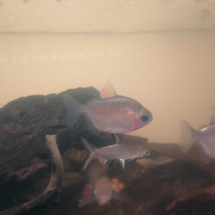 REDAY Terlaris ikan Dollar panda rare tankmate ikan gepeng Promo Murah