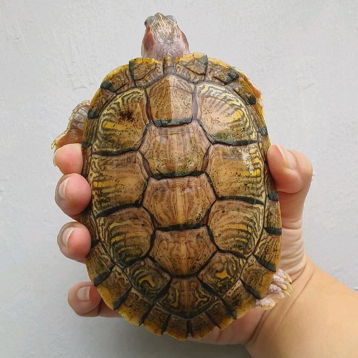 REDAY Terlaris Mainan Kura RES Hypo Albino Hybino bukan sulcata ast cst aldabra pardalis turtle
