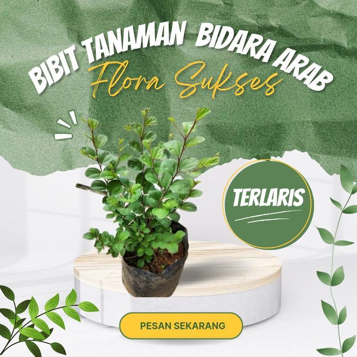 Terbaru Bibit Bidara Arab Pohon Bidara Daun Bidara Tanaman Bidara
