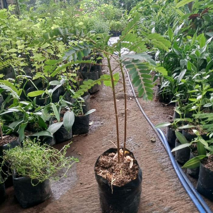 Raflezia Pohon Bunga Turi Putih - Tanaman Kembang Turi Bodas - Outdoor Daun Obat Herbal