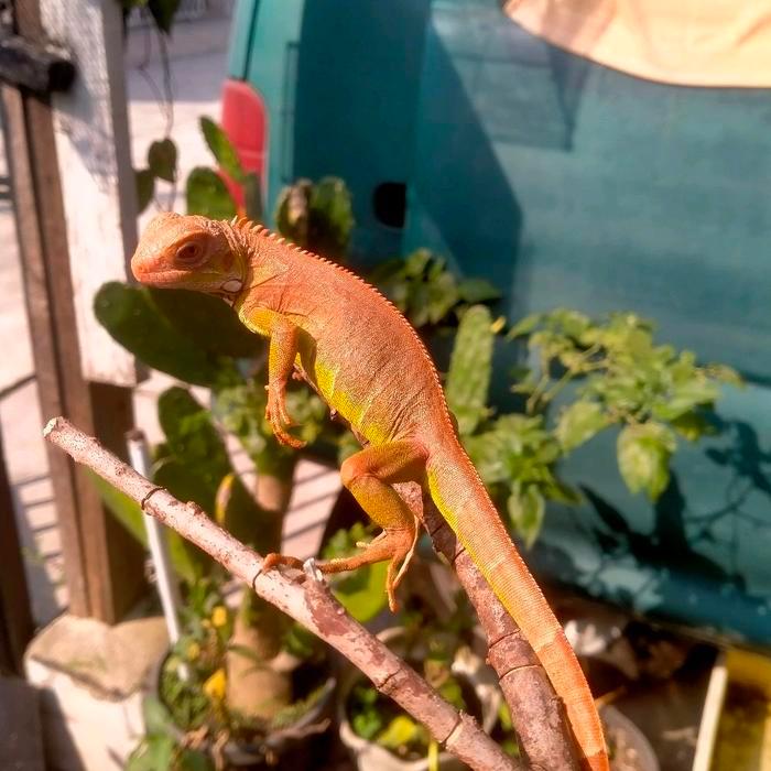 NEW Ready iguana red hypo iguana hypo red