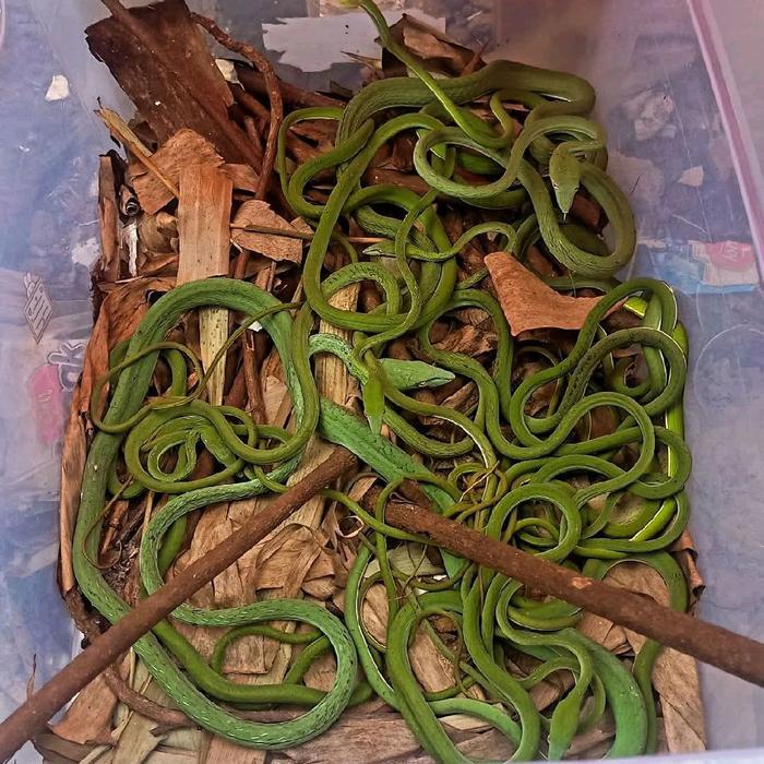 NEW Ready Ular Pucuk Ahaetulla Prasina Green Vine Snake. tidak berbahaya aman untuk pemula