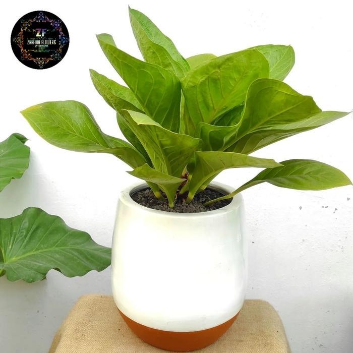 anthurium jemani kol tanaman hias