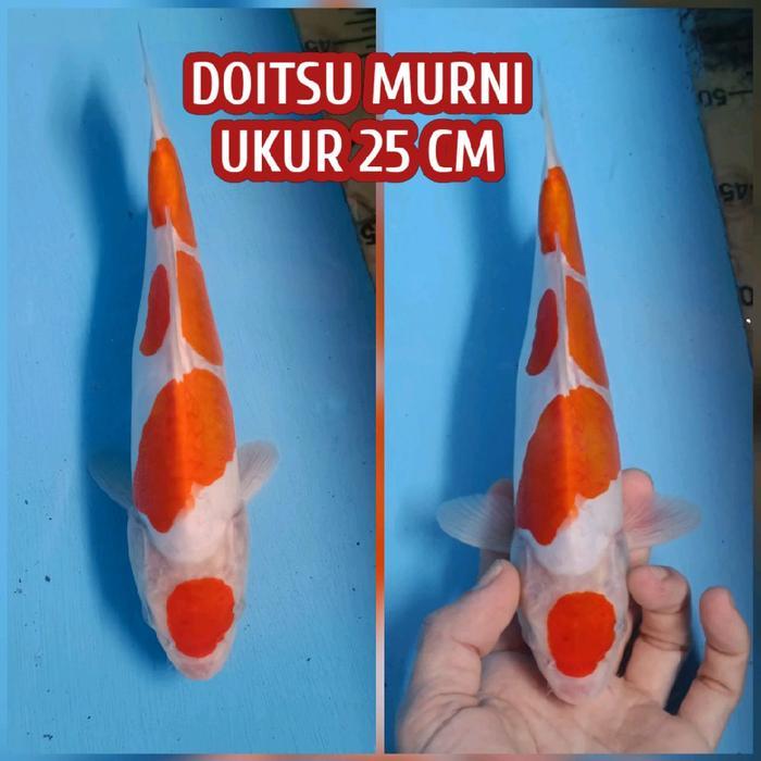 Ikan Koi Blitar Kohaku Doitsu Ready Chagoi Showa Sanke Karasu Dll Terbaru 