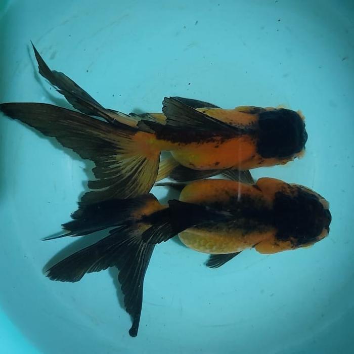 Ikan Koki Oranda Black Gold 2 Ekor Size 9-10Cm Terbaru 