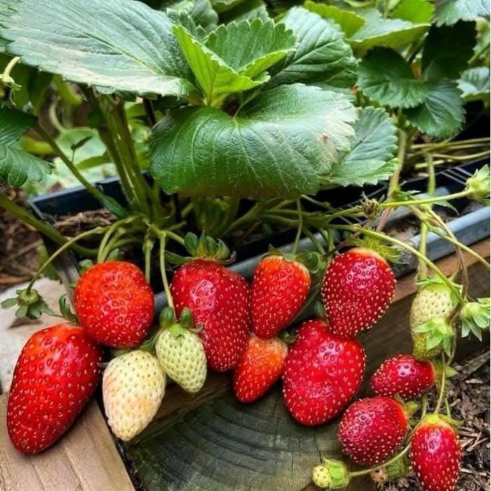 READY BIBIT STROBERI JUMBO SIAP BERBUAH