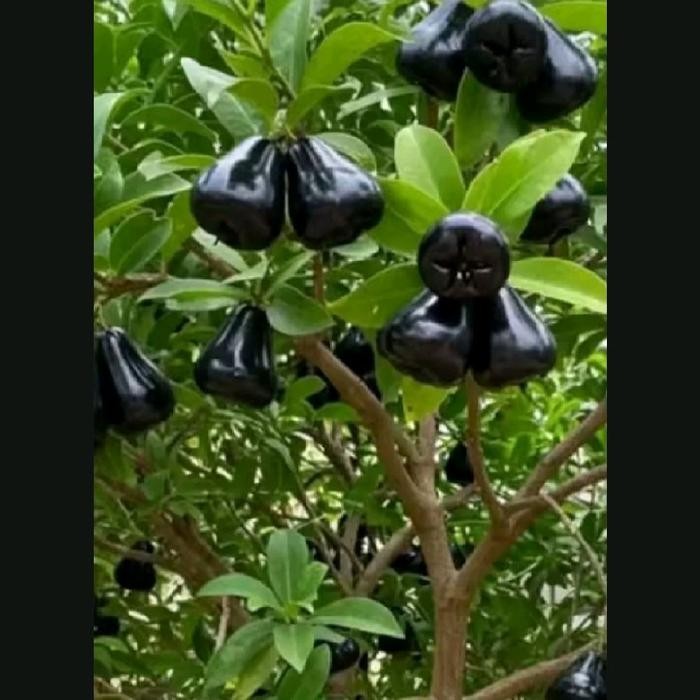 [ BIBIT JAMBU AIR CITRA HITAM JUMBO Hasil Okulasi Cangkok Tinggi 30-60Cm Kondisi Berbuah Sehat Tanpa