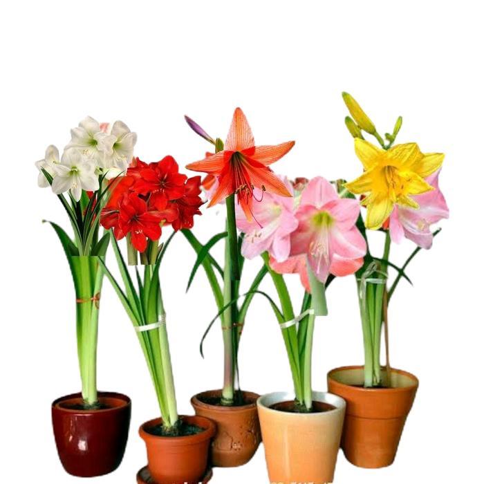 Paket 5 Jenis Tanaman Hias Bunga Amarilis - Amarilis Merah - Amarilis Putih - Amarilis Kuning /