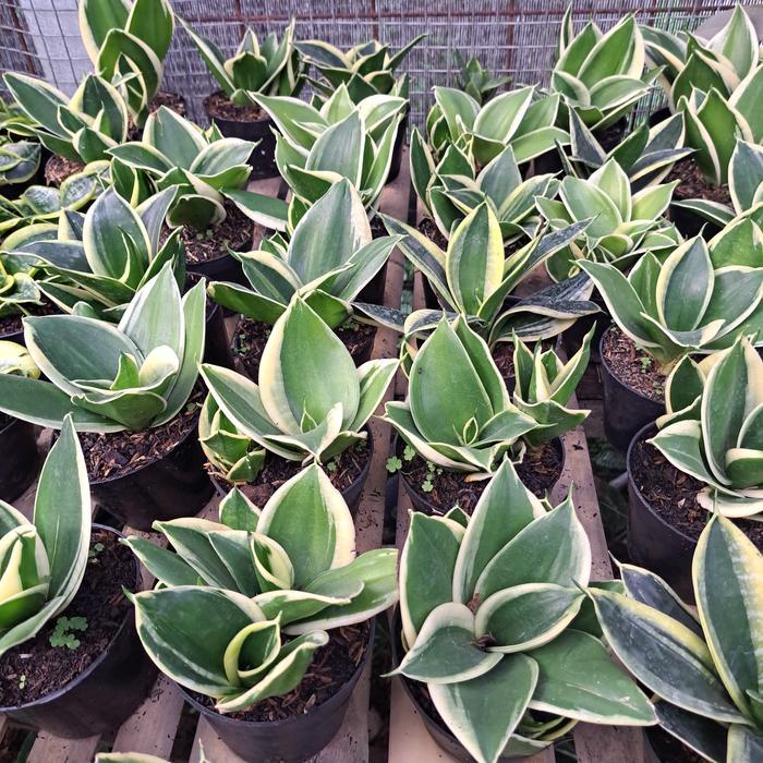 Tanamsegar- Sansivera Pagoda/Lidah Mertua/Sansivera