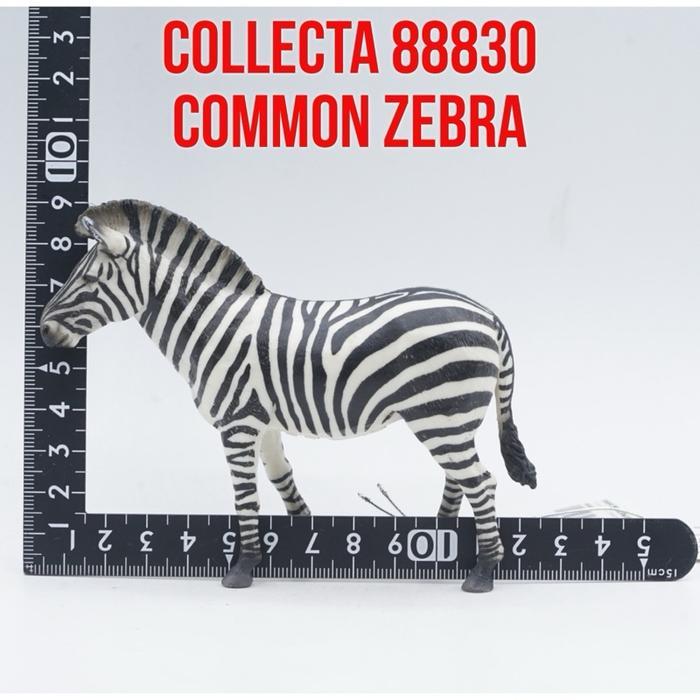 Grafi - Collecta 88830 Common Zebra Kuda Zebra Equus Quagga Mainan Binatang Miniature Hewan Animal