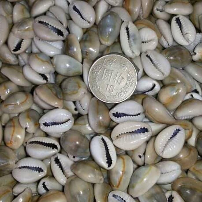 Promo Biji Congklak 1 Kg / Kuwuk Kerang Asli 1Kg / Biji Keong