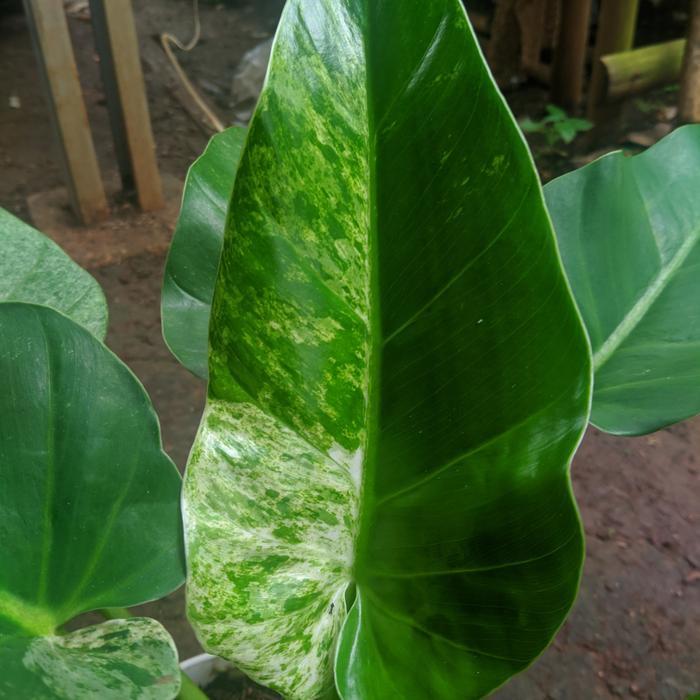 SALE Tanaman hias Philodendron gigenteum Varigata - Philo Marble Variegata