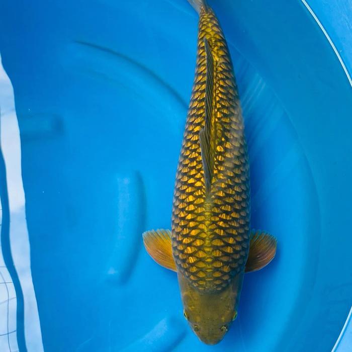Ikan Koi Midori Ginrin Terbaru 