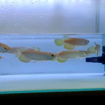 Arwana Arowana Golden Red Rtg 25 Cm Terbaru 