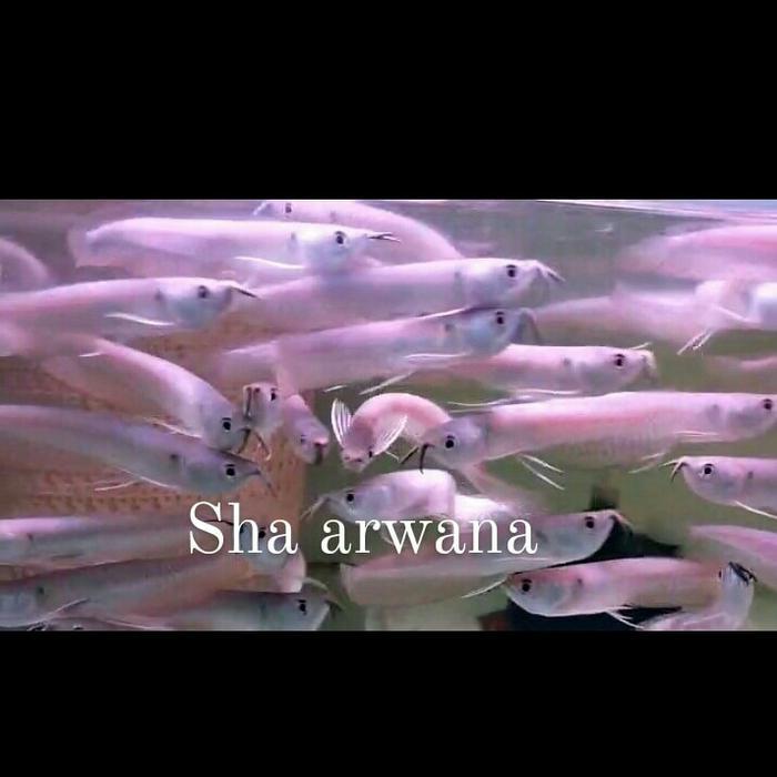 Baby Arwana Silver Red Silver Arwana Terbaru 