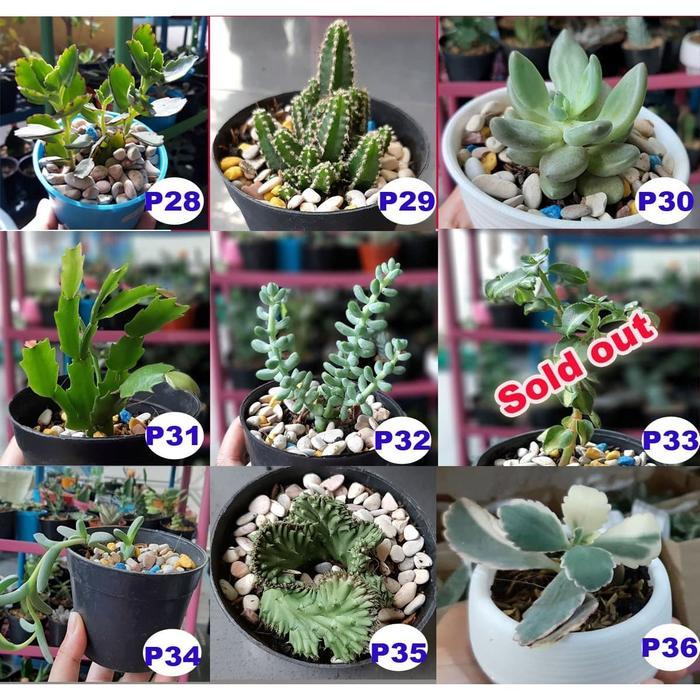 Terbaru Sukulen Dan Kaktus Ukuran Sedang, Pot 12 Cm Plus Tatakan Terlaris