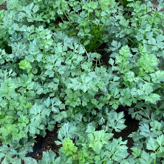 READY tanaman seledri sayur // tanaman seledri