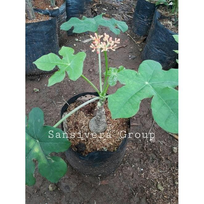 Tanaman Jarak Bali / Jarak Botol / Buddha Belly