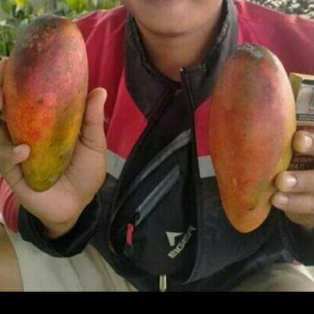 Tanaman Mangga Ji Zhi Super