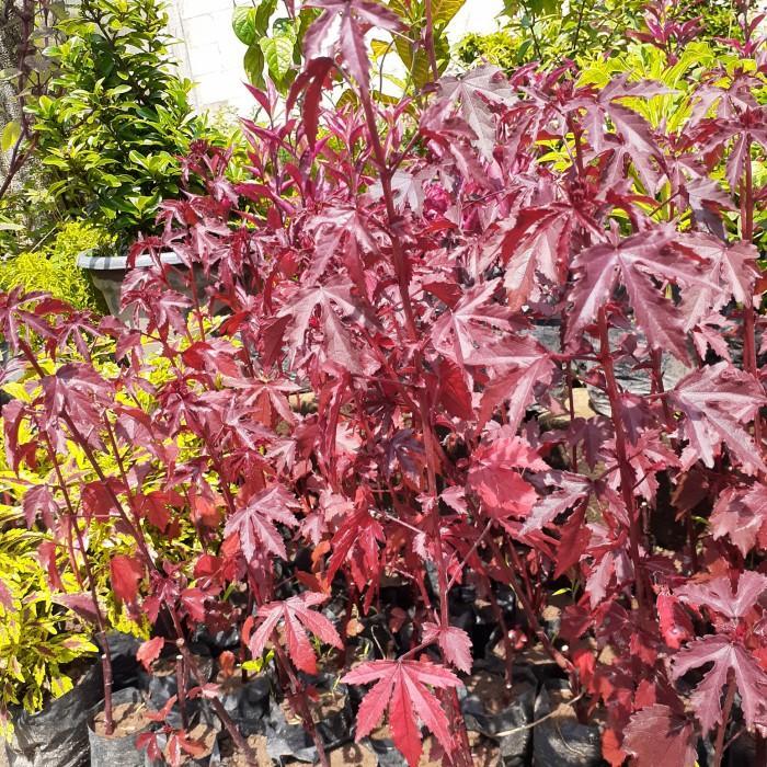 Tanaman Hias Red Maple/ Red Panama, Bahan Bonsai Red Maple/ Panama