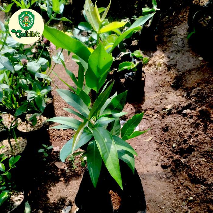 Bibit Pohon Jambu Air Citra Merah Cangkok Cepat Berbuah/ Tabulampot
