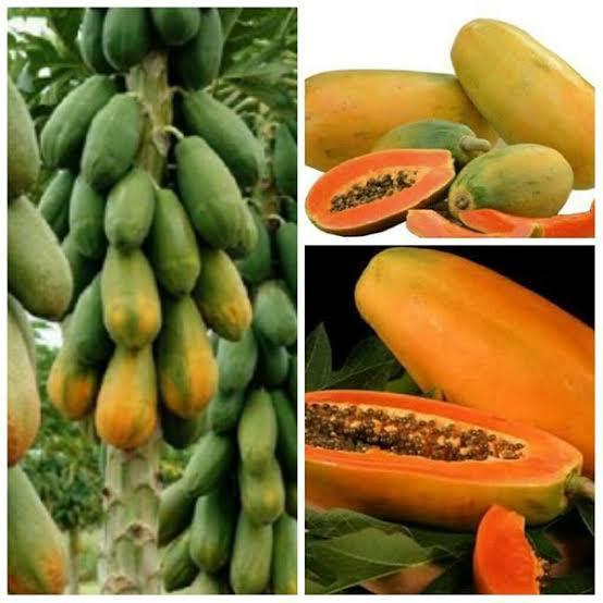 Benih pepaya california/bibit pepaya california