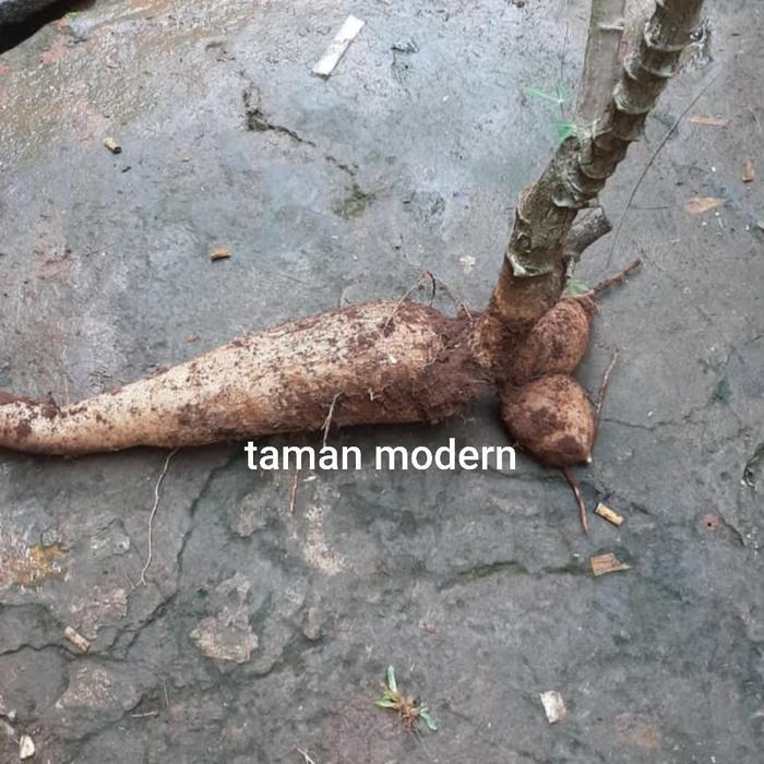 Terbaru Singkong Racun Ukuran 1 Kg-Buah Singkong Racun,Singkong Genderuwo,