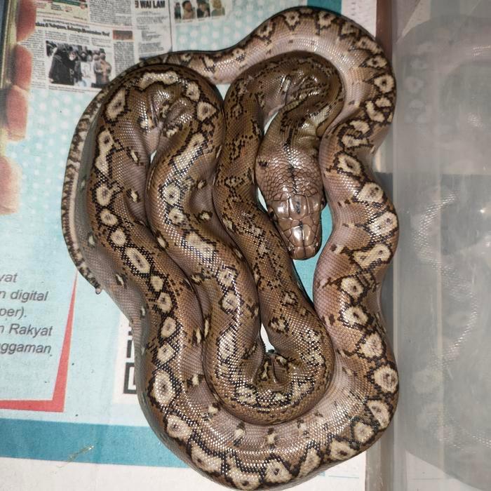 NEW Ready Retic Phantom