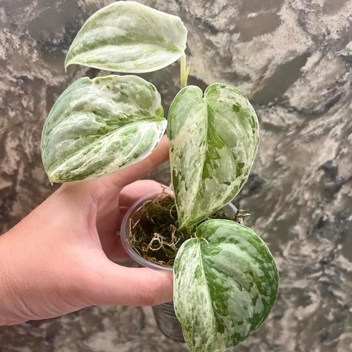 READY STOCK Scindapsus peasun varigata - Tanaman hias scindapsus peasun varigata